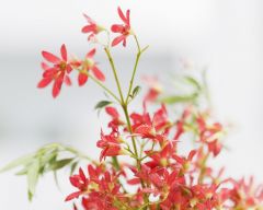 Tapeta Nature Flowers 653.jpg